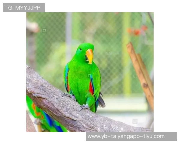 都柏林动物园为鹦鹉命名帕洛特引发热议带队杀入附加赛 都柏林动物园为鹦鹉命名帕洛特引发热议带队杀入附加赛